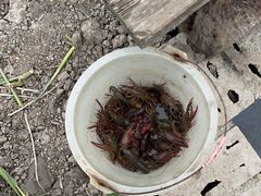 -同銮特种养殖场·龙虾垂钓