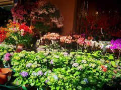 -溪岸路花鸟市场