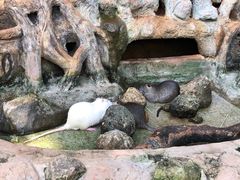 -海南热带野生动植物园