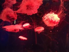 -海合安成都极地海洋公园