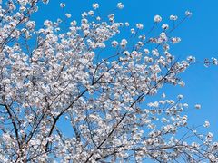 -顾村公园