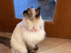 -有猫主题·治愈系猫咖(曾厝垵店)