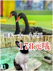 -七巧国萌宠乐园(龙湖天街店)