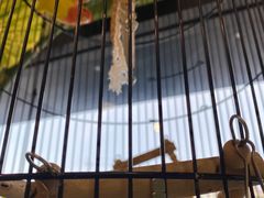 -猫十亿·布偶金渐层·曼基康矮脚猫舍(青年路店)