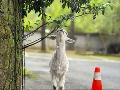 -小小饭店·休闲农庄·安吉松树林里的农家菜