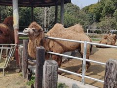 -常州淹城野生动物世界