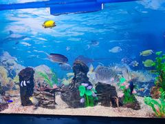 -烟台海昌鲸鲨海洋公园