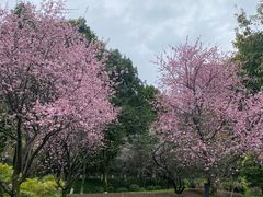 -龙头寺公园