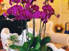 -龙大花卉苗木市场