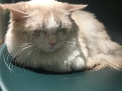 -飞行喵MR PILOT|猫舍·猫咖(静安大融城店)