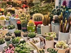 -双季花艺园艺市场(浦东店)