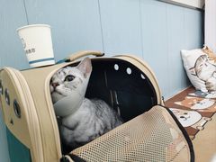 -纳吉亚猫专科动物诊疗中心(蒋宅口分院)