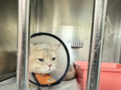 -爱诺耐芙动物医院(万博店)