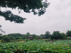 -鹅湖玫瑰文化园