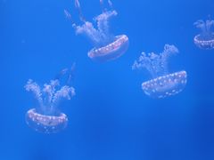 -福州罗源湾海洋世界旅游区