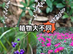 -东莞市大岭山森林公园