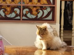 -猫小院猫主题餐厅(南锣旗舰店)