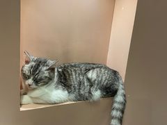 -猫儿山۰猫主题餐厅