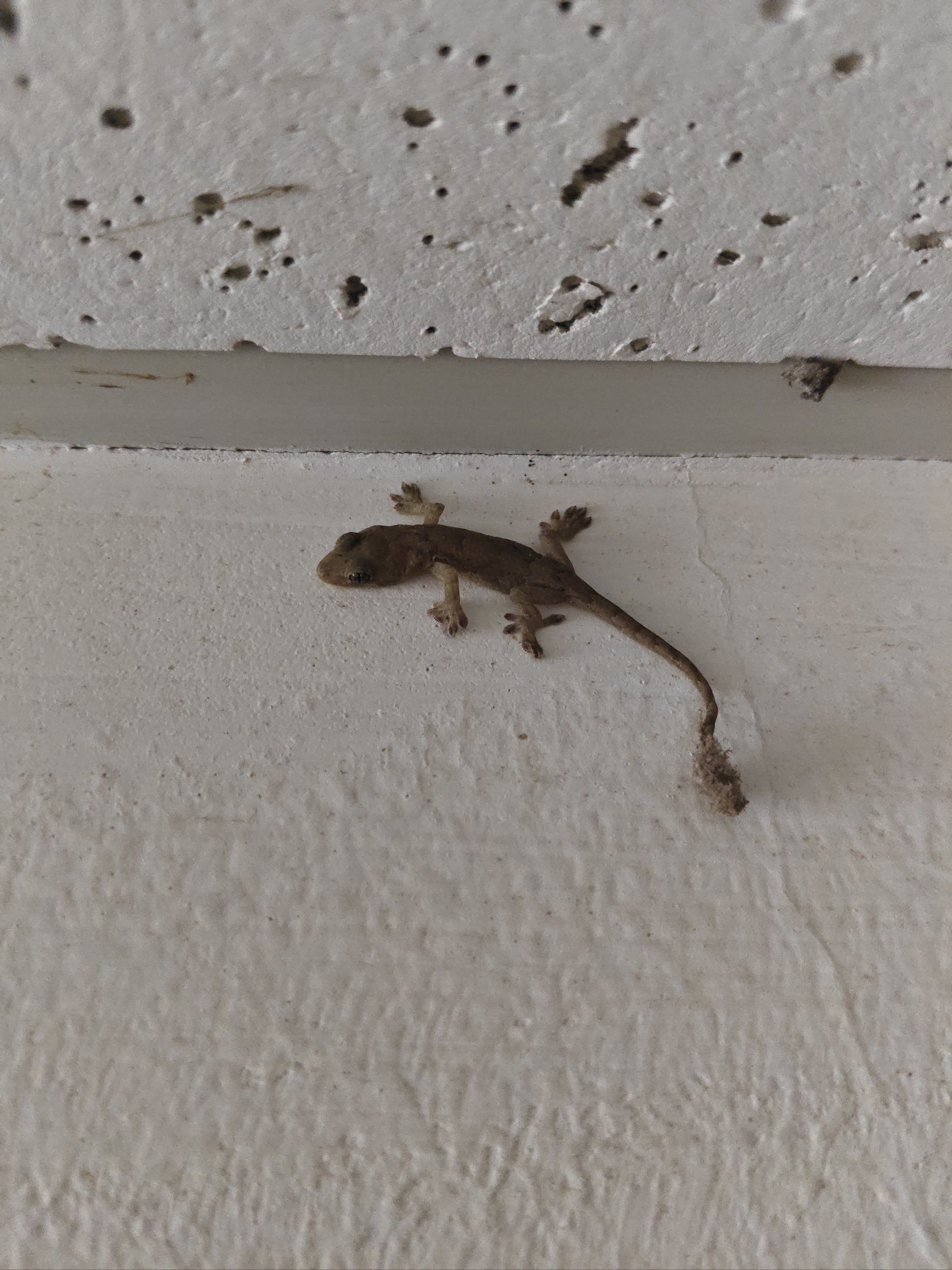 天天领红包 墙上的小壁虎🦎,平常还真