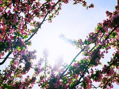 -桃花堤公园