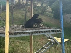 -西霞口神雕山野生动物世界