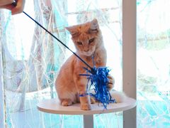 -藏猫猫咖啡主题馆(中央大道店)