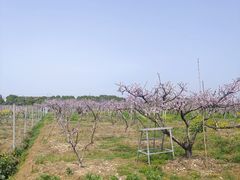-田园东方蜜桃村的田野营地