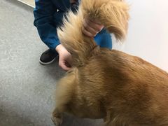 -安安宠医·安宠宠物医院