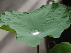 -花锦堂·隐庐