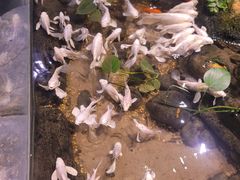 -正佳雨林生态植物园