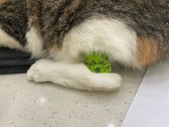 -佩兹宠物医院肿瘤专科·眼科·牙科(黄浦店)