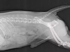 -伟伟宠物医院·CT影像中心·瑞派犬猫综合性门诊(汉口总院)