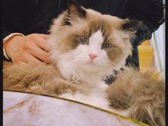 -喵喵咪呀布偶猫咖(春熙路店)