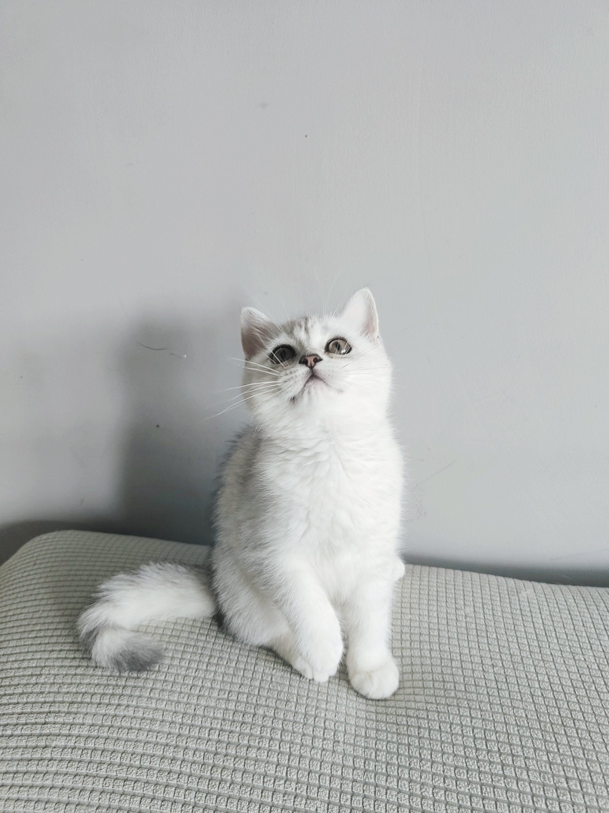 家养银渐层幼崽找家长6张出