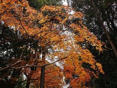 -醍醐寺