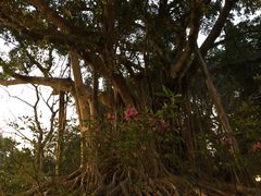 -九龙公园