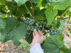 -安德鲁户外烧烤帐篷营地(马泉营店)