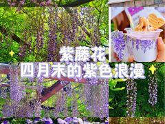 -嘉定紫藤园