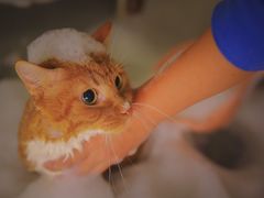 -1013 PET SHOP精品宠物商店(丁香店)