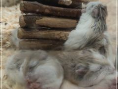 -钓仓鼠(洋桥北里小区店)