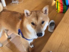 -宠物寄养训练学校