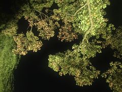 -杭州西湖柳莺里酒店·闻莺厅