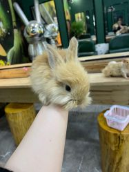 -神奇动物撸宠馆·羊驼·小浣熊·异宠(豫园店)