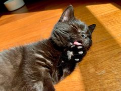 -momokira米努特·德文卷毛猫·棉花面纱犬