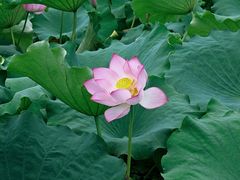 -荷塘月色湿地公园·向阳花洲