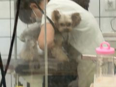 -Pets First伊珊娜洗护·精致美容·家庭式寄养(新会路店)