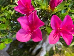 -双季花艺园艺市场(浦东店)