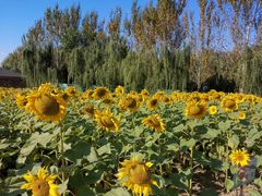 -长白岛森林公园