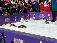 -沈阳奥体冰雪嘉年华