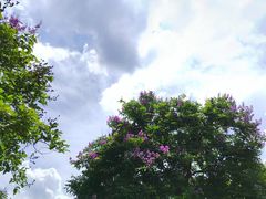 -番禺大夫山森林公园